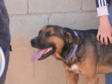 GUNTER, Hund, Mischlingshund in Spanien - Bild 16