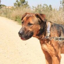 GUNTER, Hund, Mischlingshund in Spanien - Bild 17