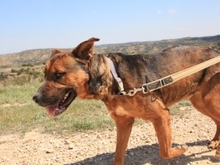 GUNTER, Hund, Mischlingshund in Spanien - Bild 19