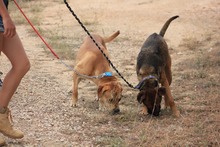 GUNTER, Hund, Mischlingshund in Spanien - Bild 22