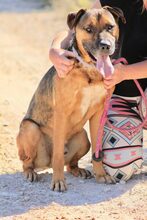 GUNTER, Hund, Mischlingshund in Spanien - Bild 3