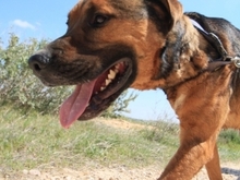 GUNTER, Hund, Mischlingshund in Spanien - Bild 6