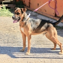 GUNTER, Hund, Mischlingshund in Spanien - Bild 9