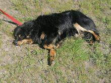 LOUIS, Hund, Mischlingshund in Ungarn - Bild 4