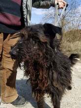 DÖME, Hund, Mischlingshund in Ungarn - Bild 1