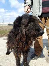 DÖME, Hund, Mischlingshund in Ungarn - Bild 4