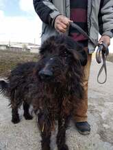 DÖME, Hund, Mischlingshund in Ungarn - Bild 5