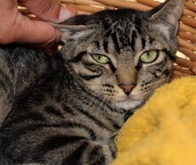 ISIDORO, Katze, Europäisch Kurzhaar in Philippsburg - Bild 3