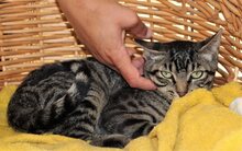ISIDORO, Katze, Europäisch Kurzhaar in Philippsburg - Bild 4