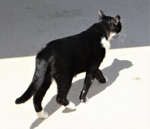 GRANDECITO, Katze, Europäisch Kurzhaar in Spanien - Bild 2