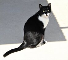 GRANDECITO, Katze, Europäisch Kurzhaar in Spanien - Bild 6