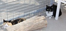 GRANDECITO, Katze, Europäisch Kurzhaar in Spanien - Bild 9