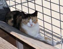 KAISA, Katze, Europäisch Kurzhaar in Spanien - Bild 2