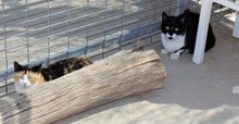 KAISA, Katze, Europäisch Kurzhaar in Spanien - Bild 8