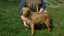 BÖBIKE, Hund, Mischlingshund in Ungarn - Bild 5