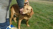 BÖBIKE, Hund, Mischlingshund in Ungarn - Bild 6