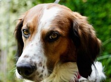MIRO, Hund, Mischlingshund in Flensburg - Bild 1