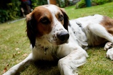 MIRO, Hund, Mischlingshund in Flensburg - Bild 10
