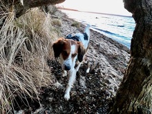 MIRO, Hund, Mischlingshund in Flensburg - Bild 7