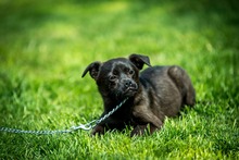 CHENNA, Hund, Mischlingshund in Ungarn - Bild 2