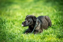 CHENNA, Hund, Mischlingshund in Ungarn - Bild 3