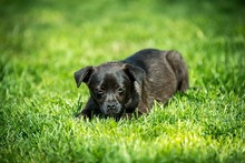 CHENNA, Hund, Mischlingshund in Ungarn - Bild 4