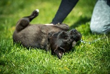 CHENNA, Hund, Mischlingshund in Ungarn - Bild 5