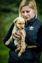 TEJESKAVE, Hund, Mischlingshund in Ungarn - Bild 1