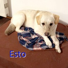 ESTO, Hund, Mischlingshund in Bargstedt - Bild 1