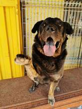 DONY, Hund, Mischlingshund in Slowakische Republik - Bild 1