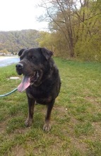 DONY, Hund, Mischlingshund in Slowakische Republik - Bild 12
