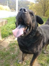 DONY, Hund, Mischlingshund in Slowakische Republik - Bild 2