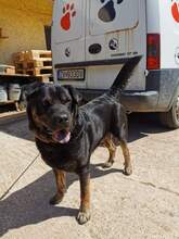 DONY, Hund, Mischlingshund in Slowakische Republik - Bild 7