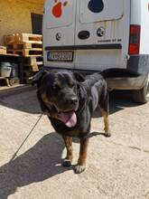 DONY, Hund, Mischlingshund in Slowakische Republik - Bild 8