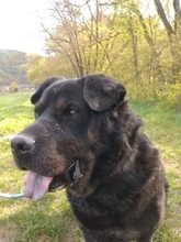 DONY, Hund, Mischlingshund in Slowakische Republik - Bild 9