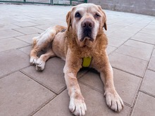 SOFIA, Hund, Mischlingshund in Slowakische Republik - Bild 10