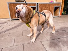 SOFIA, Hund, Mischlingshund in Slowakische Republik - Bild 19
