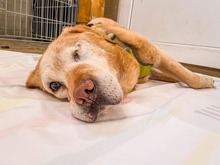 SOFIA, Hund, Mischlingshund in Slowakische Republik - Bild 3