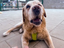SOFIA, Hund, Mischlingshund in Slowakische Republik - Bild 4