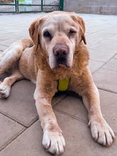 SOFIA, Hund, Mischlingshund in Slowakische Republik - Bild 5