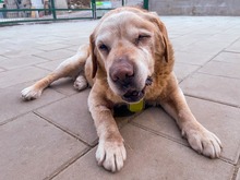 SOFIA, Hund, Mischlingshund in Slowakische Republik - Bild 6