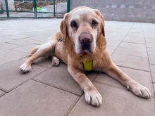 SOFIA, Hund, Mischlingshund in Slowakische Republik - Bild 8