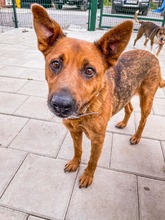 NEVADA, Hund, Mischlingshund in Slowakische Republik - Bild 11
