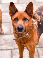 NEVADA, Hund, Mischlingshund in Slowakische Republik - Bild 17