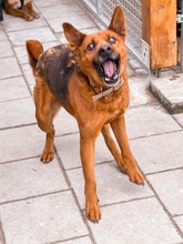 NEVADA, Hund, Mischlingshund in Slowakische Republik - Bild 18