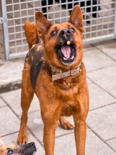 NEVADA, Hund, Mischlingshund in Slowakische Republik - Bild 19