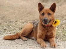 NEVADA, Hund, Mischlingshund in Slowakische Republik - Bild 2