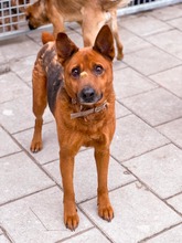 NEVADA, Hund, Mischlingshund in Slowakische Republik - Bild 20
