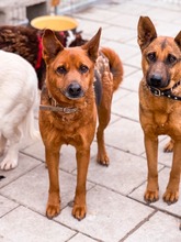 NEVADA, Hund, Mischlingshund in Slowakische Republik - Bild 22