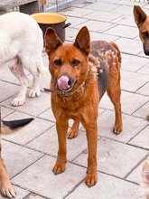 NEVADA, Hund, Mischlingshund in Slowakische Republik - Bild 23